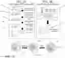 Fig. 02 - SINGLE-STEP DNA PREPARATION FOR POLYMERASE CHAIN REACTION USING MAGNETIC CHITOSAN MICROPARTICLES