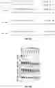 Fig. 09 - Targeted inhibition using engineered oligonucleotides