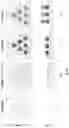 Fig. 08 - COLLOIDAL CRYSTAL HAVING DIAMOND LATTICE STRUCTURE AND METHOD FOR PRODUCING SAME