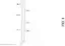 Fig. 09 - Wide-format tile shim