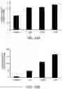 Fig. 09 - Sensorineural Hair Cell Differentiation
