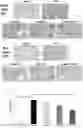 Fig. 01 - Composition using 4′,6,7-trimethoxyisoflavone and catechol for managing pulmonary fibrosis