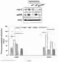 Fig. 06 - Composition using 4′,6,7-trimethoxyisoflavone and catechol for managing pulmonary fibrosis