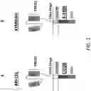 Fig. 02 - ENHANCEMENT OF POLYPEPTIDES AND CHIMERIC ANTIGEN RECEPTORS VIA HINGE DOMAINS