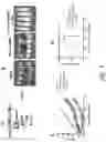 Fig. 09 - ENHANCEMENT OF POLYPEPTIDES AND CHIMERIC ANTIGEN RECEPTORS VIA HINGE DOMAINS
