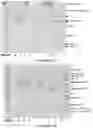 Fig. 40 - APOHEMOGLOBIN-HAPTOGLOBIN COMPLEXES AND METHODS OF USING THEREOF