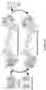 Fig. 53 - APOHEMOGLOBIN-HAPTOGLOBIN COMPLEXES AND METHODS OF USING THEREOF
