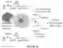 Fig. 63 - APOHEMOGLOBIN-HAPTOGLOBIN COMPLEXES AND METHODS OF USING THEREOF