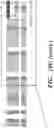 Fig. 167 - COMPOSITIONS AND METHODS CHARACTERIZING METASTASIS