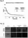 Fig. 07 - BONE-SPECIFIC COMPLEX COMPRISING BONE CELL TRANSFORMATION RECOMBINANT PROTEIN AND BONE-TARGETING MOLECULE