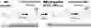 Fig. 01 - Methods and Compositions for Two-Stage Microbubble Delivery of Active Agents