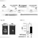 Fig. 02 - Methods and Compositions for Two-Stage Microbubble Delivery of Active Agents