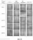 Fig. 09 - NOVEL POLYSACCHARIDE-BASED HYDROGEL SCAFFOLDS FOR WOUND CARE