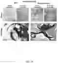 Fig. 43 - CRYOGEL BIOSCAFFOLD