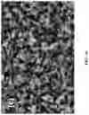 Fig. 09 - Azole-functionalized silica adsorbent