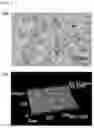 Fig. 02 - Method for manufacturing composite material, and composite material