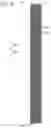Fig. 09 - Pen