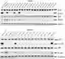 Fig. 01 - QUINOLINE COMPOUNDS AND PHARMACEUTICAL COMPOSITIONS AND USES THEREOF