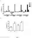 Fig. 03 - HIGHLY SELECTIVE AND POTENT NPP1 INHIBITORS BASED ON URIDINE-5'-P,-DITHIOPHOSPHATE ANALOGUES