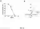 Fig. 12 - HIGHLY SELECTIVE AND POTENT NPP1 INHIBITORS BASED ON URIDINE-5'-P,-DITHIOPHOSPHATE ANALOGUES