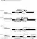 Fig. 12 - Constitutive Yeast LLP Promotor-Based Expression Systems