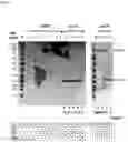 Fig. 13 - Constitutive Yeast LLP Promotor-Based Expression Systems
