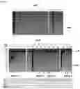 Fig. 14 - Constitutive Yeast LLP Promotor-Based Expression Systems