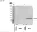 Fig. 15 - Constitutive Yeast LLP Promotor-Based Expression Systems