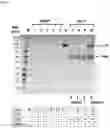 Fig. 16 - Constitutive Yeast LLP Promotor-Based Expression Systems