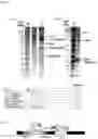 Fig. 18 - Constitutive Yeast LLP Promotor-Based Expression Systems