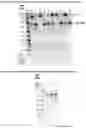 Fig. 26 - Constitutive Yeast LLP Promotor-Based Expression Systems