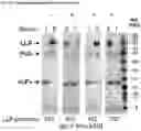 Fig. 27 - Constitutive Yeast LLP Promotor-Based Expression Systems