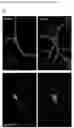 Fig. 09 - A GENETICALLY ENCODED PROTEIN SYNTHESIS INHIBITOR
