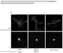Fig. 13 - A GENETICALLY ENCODED PROTEIN SYNTHESIS INHIBITOR