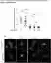 Fig. 19 - A GENETICALLY ENCODED PROTEIN SYNTHESIS INHIBITOR