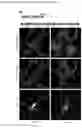 Fig. 23 - A GENETICALLY ENCODED PROTEIN SYNTHESIS INHIBITOR