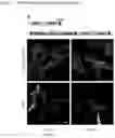 Fig. 25 - A GENETICALLY ENCODED PROTEIN SYNTHESIS INHIBITOR