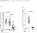 Fig. 27 - A GENETICALLY ENCODED PROTEIN SYNTHESIS INHIBITOR