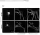 Fig. 28 - A GENETICALLY ENCODED PROTEIN SYNTHESIS INHIBITOR