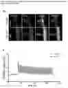 Fig. 30 - A GENETICALLY ENCODED PROTEIN SYNTHESIS INHIBITOR