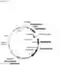 Fig. 33 - A GENETICALLY ENCODED PROTEIN SYNTHESIS INHIBITOR