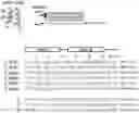 Fig. 01 - PPR PROTEIN CAUSING LESS AGGREGATION AND USE OF THE SAME