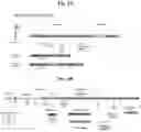 Fig. 06 - AAV CAPSID CHIMERIC ANTIGEN RECEPTORS AND USES THEREOF