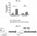Fig. 16 - AAV CAPSID CHIMERIC ANTIGEN RECEPTORS AND USES THEREOF