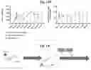 Fig. 19 - AAV CAPSID CHIMERIC ANTIGEN RECEPTORS AND USES THEREOF