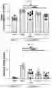 Fig. 23 - PROGRANULIN VARIANTS