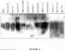 Fig. 05 - Modified human erythropoietin