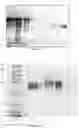 Fig. 09 - Modified human erythropoietin