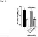Fig. 06 - FUSION PROTEIN COMPRISING IL13