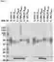 Fig. 08 - FUSION PROTEIN COMPRISING IL13